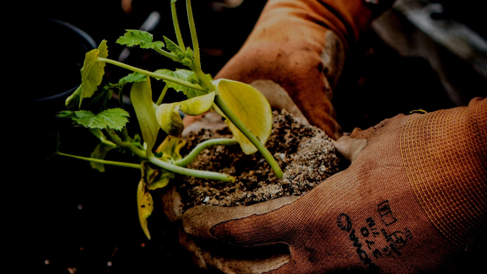 jonathan-kemper-CbZh3kaPxrE-unsplash